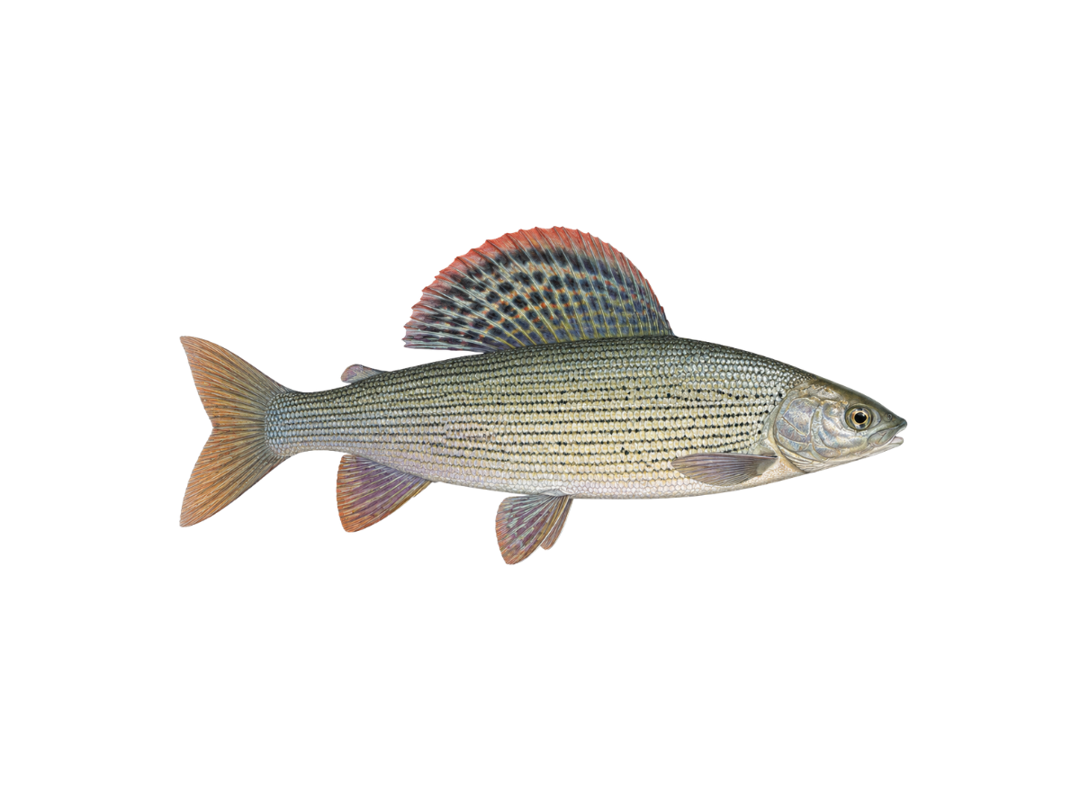 Äsche