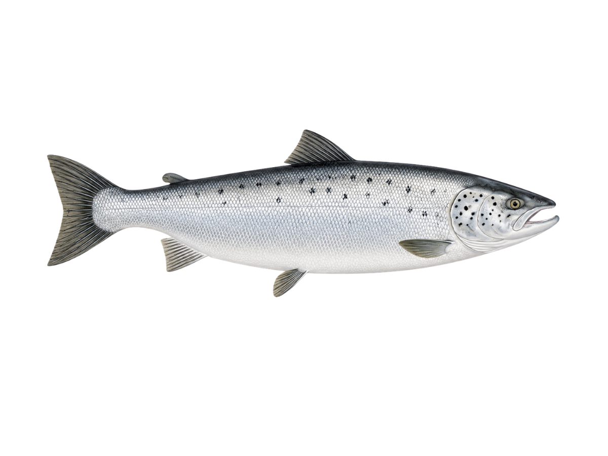 Atlantischer Lachs