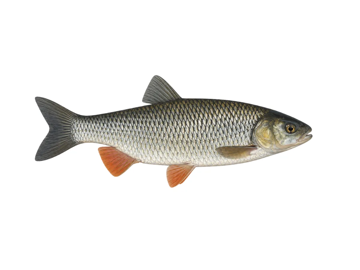 Döbel