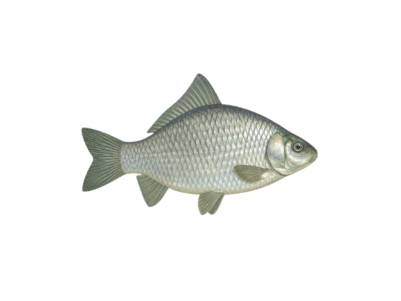 Giebel