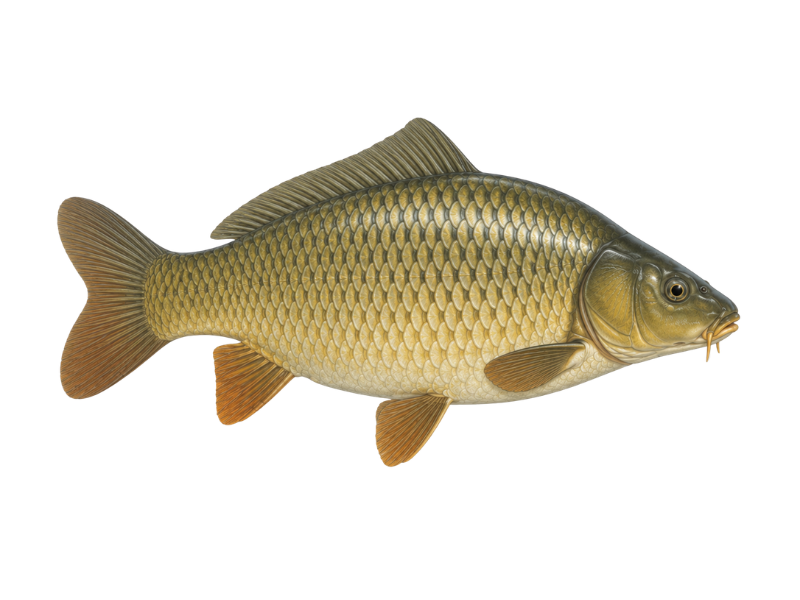 Schuppenkarpfen (Cyprinus carpio)