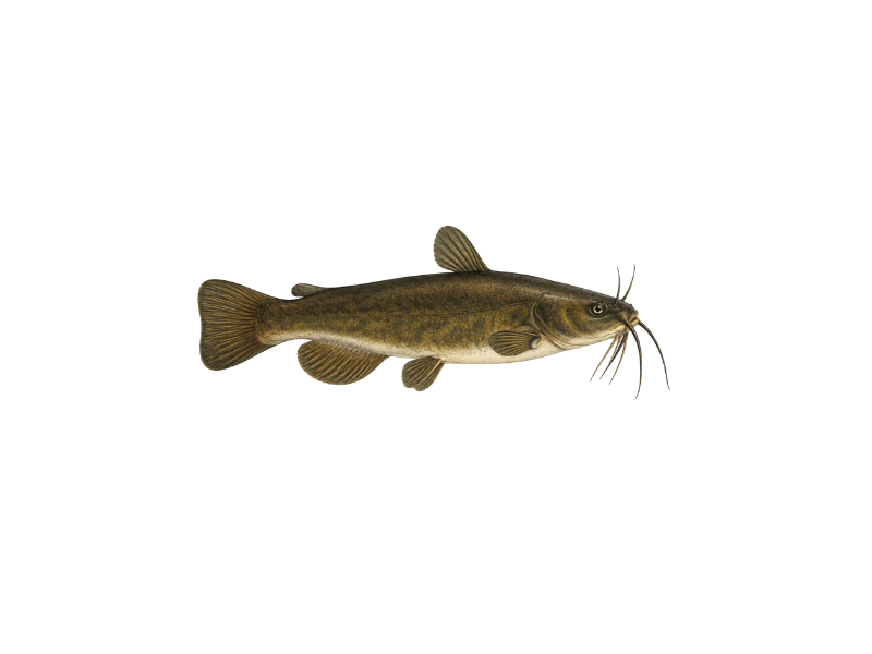 Zwergwels (Ameiurus nebulosus)