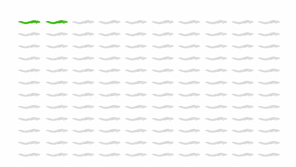 Grafik mit 100 Aalen, von denen nur zwei farbig sind, zeigt den Rückgang des Aalbestands um 98 Prozent