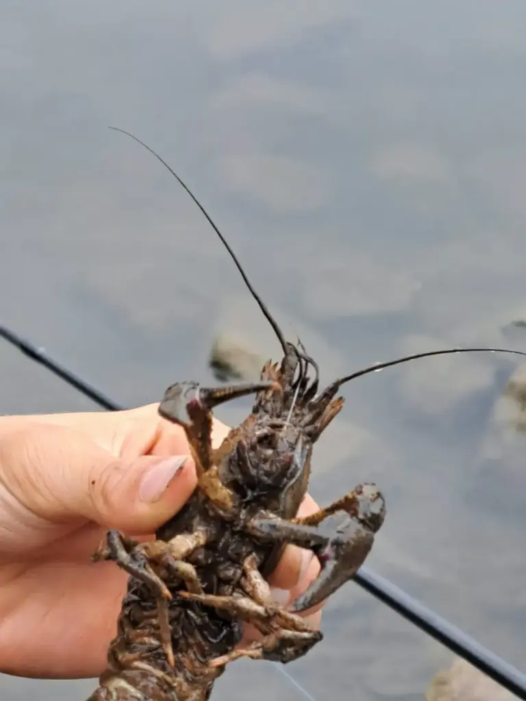 Nahaufnahme des gefangenen Krebses in der Hand
